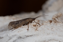 Un Trichoptre. Un mle (Trichoptre - Limnephilidae - Limnephilus affinis)
